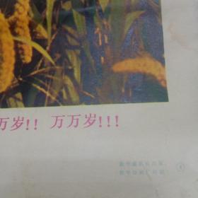 八开毛主席画片（伟大的导师，伟大的领袖毛主席万岁！万岁万万岁）五张