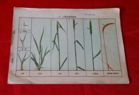 农作物发育阶段的鉴定彩色图谱【全十六幅】缺外套。