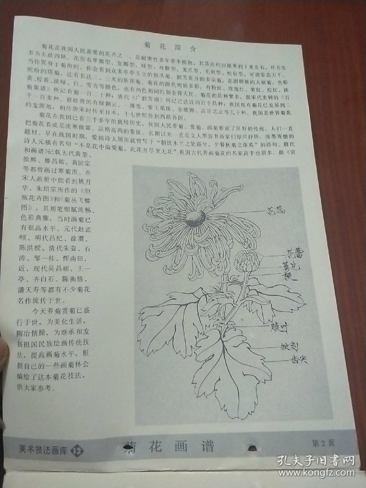 美术技法画库 12 菊花画谱