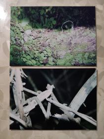 彩色照片：專業(yè)攝影師拍攝的彩色照片---野人存在的證據(jù)       共2張照片售     彩色照片箱3   00203