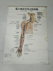 1953年脑脊神经实用诊断挂图（第一图）上肢神经〈前面观〉