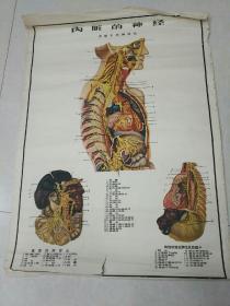 五十年代挂图～内脑的神经〈交感干及神经丛〉