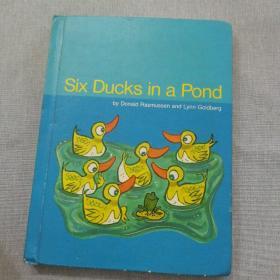 six ducks in a pond 池塘里的六只鸭子