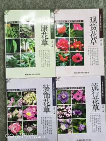 健康花草观赏花草流行花草装饰花草四本合一