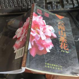 云南山茶花