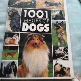 1001 images of dogs  英文原版狗狗影集