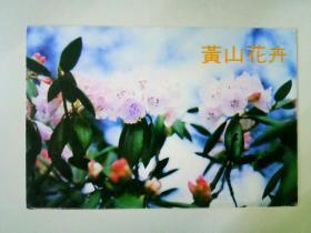 明信片―黄山花卉杜鹃