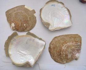 厚重老贝壳大贝壳 320克380克420克670克 四个合售
