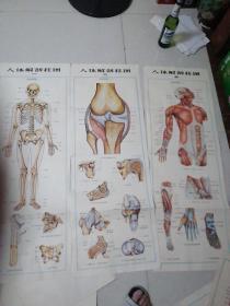 人体解剖挂图（12张）
