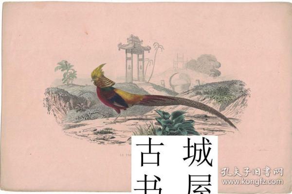 极其珍贵《 彩色版画--中国--野鸡 》手工上色彩色版画，约1858年出版，26cm x 18cm