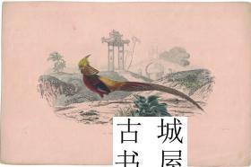 极其珍贵《 彩色版画--中国--野鸡 》手工上色彩色版画，约1858年出版，26cm x 18cm