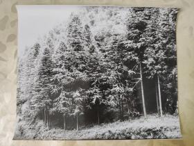 彩色照片：摄影师拍摄的黑白照片---铁杉  大幅照片      共1张照片售     彩色照片箱3   00205