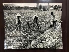 七八十年代 新闻出版原版照片 苏加强摄影作品 河南辉县百泉公社社员农作场景照片