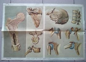 一九五七年【骨的构造和骨的连接】教学挂图