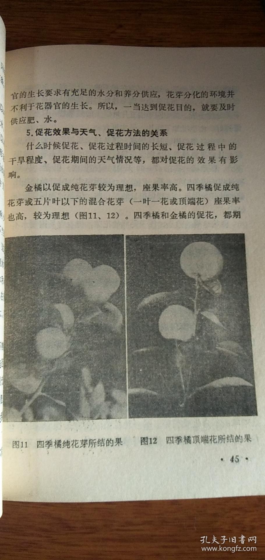 观赏盆橘栽培——86年2印