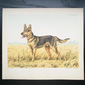 西洋欧洲古董动物狗狗猎犬蚀刻版画有签名1935年德国牧羊犬约24x20cm