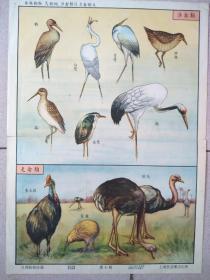 一九五二年【分類動物掛圖】第七幅