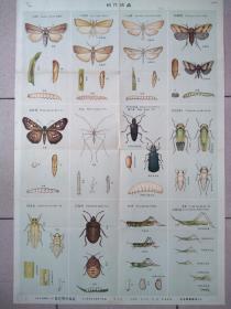 五十年代生产知识挂图【稻作害虫】一