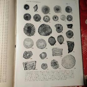 中国各门类化石（中国的珊瑚化石）实物拍照；内有书写划痕水印
