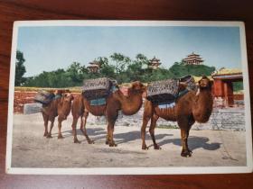 民国时期北京阿东照相馆景山骆驼驼队彩色明信片一张