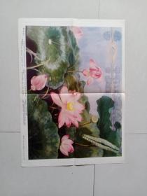幼儿学习挂图四季花卉：夏天荷花开