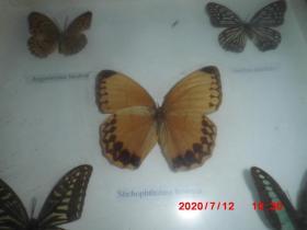 蝴蝶标本 --（30*30）