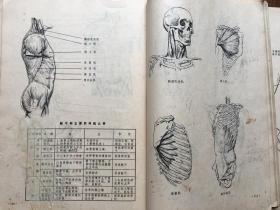 人体结构