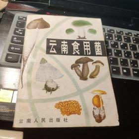 云南食用菌