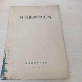 解剖组织学图谱