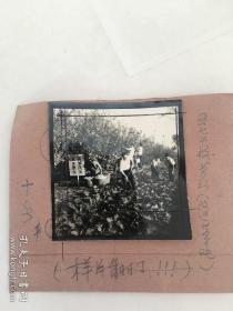 老照片底片：五七干校劳动改造世界观