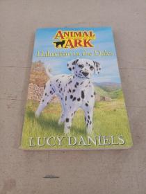 59 Dalmatian in the Dales