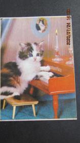 80年代 聪明的猫咪 歌片