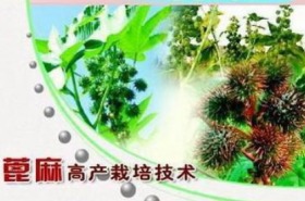 蓖麻种植技术视频