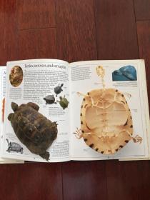 DK英文版 发现者丛书 Shells: Photographic Recognition Guide 贝壳类生物百科 ktg6下柜1