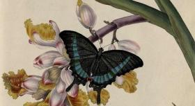 【复印件】An Epitome Of The Natural History Of The Insects Of China.中国昆虫自然史.by.Donovan.Edward.1798年，，手工装订