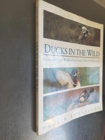 Ducks in the Wild: Conserving Waterfowl and Their Habitats  英文原版  大16开