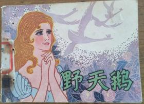 野天鹅