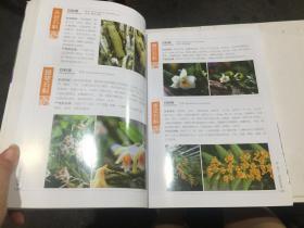 观赏兰花图鉴 徐晔春著 2.5折.