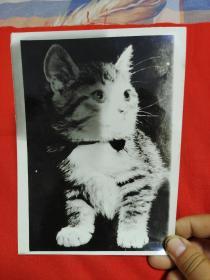 黑白照片，小猫，以图片为准