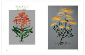 Botanical Inspiration 灵感:自然艺术插画 英文原版绘画插画