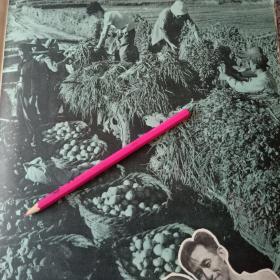 1960年图片影像资料。春市二道河子，人民公社农场、喷洒农药、温室大棚、基肥队。秋菜丰收等