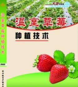 温室草莓种植技术
