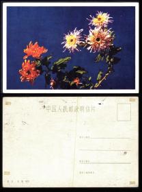 明信片-20世纪50年代菊花无资明信片  品相如图