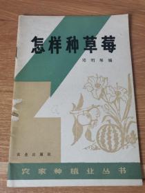 怎样种草莓