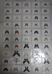 蝴蝶标本（100张）
