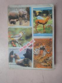 动物世界日记本（内有动物图片6幅）
