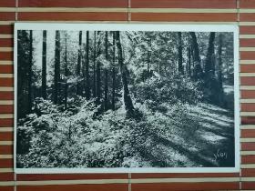 百年前欧洲森林风景明信片，黑白摄影版，一百多年至今保存完好，非常难得