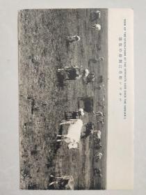 民国明信片《松花江对岸的牧场》