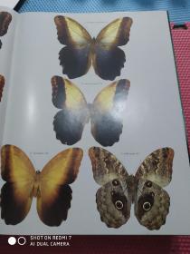 Butterflies of the Neotropical Region  Papilionidae & Pieridae   六集合售精大八开  品佳铜版纸