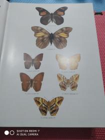 Butterflies of the Neotropical Region  Papilionidae & Pieridae   六集合售精大八开  品佳铜版纸